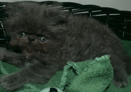 Persian kitten photo 1