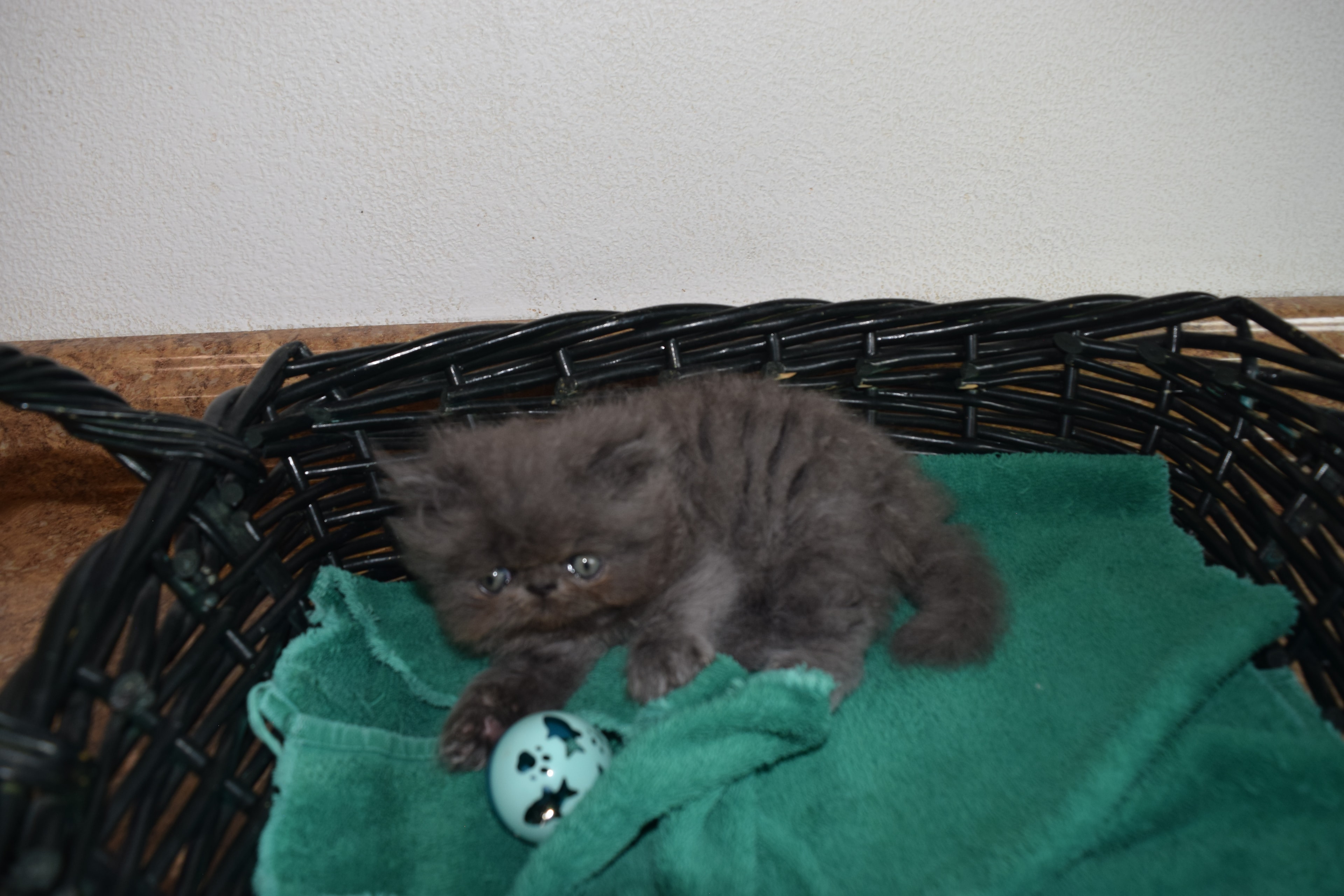 Persian kitten photo 10
