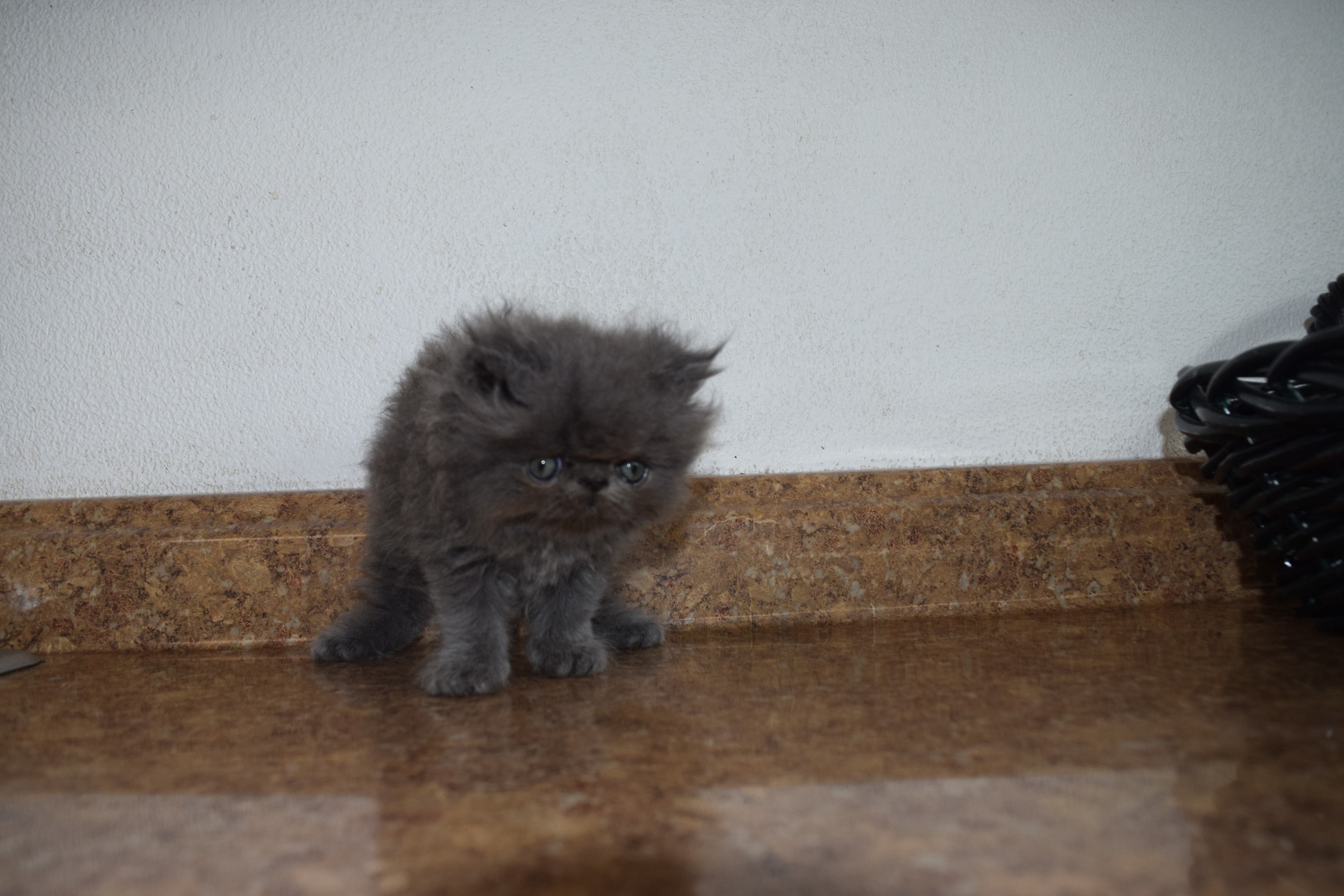 Persian kitten photo 11