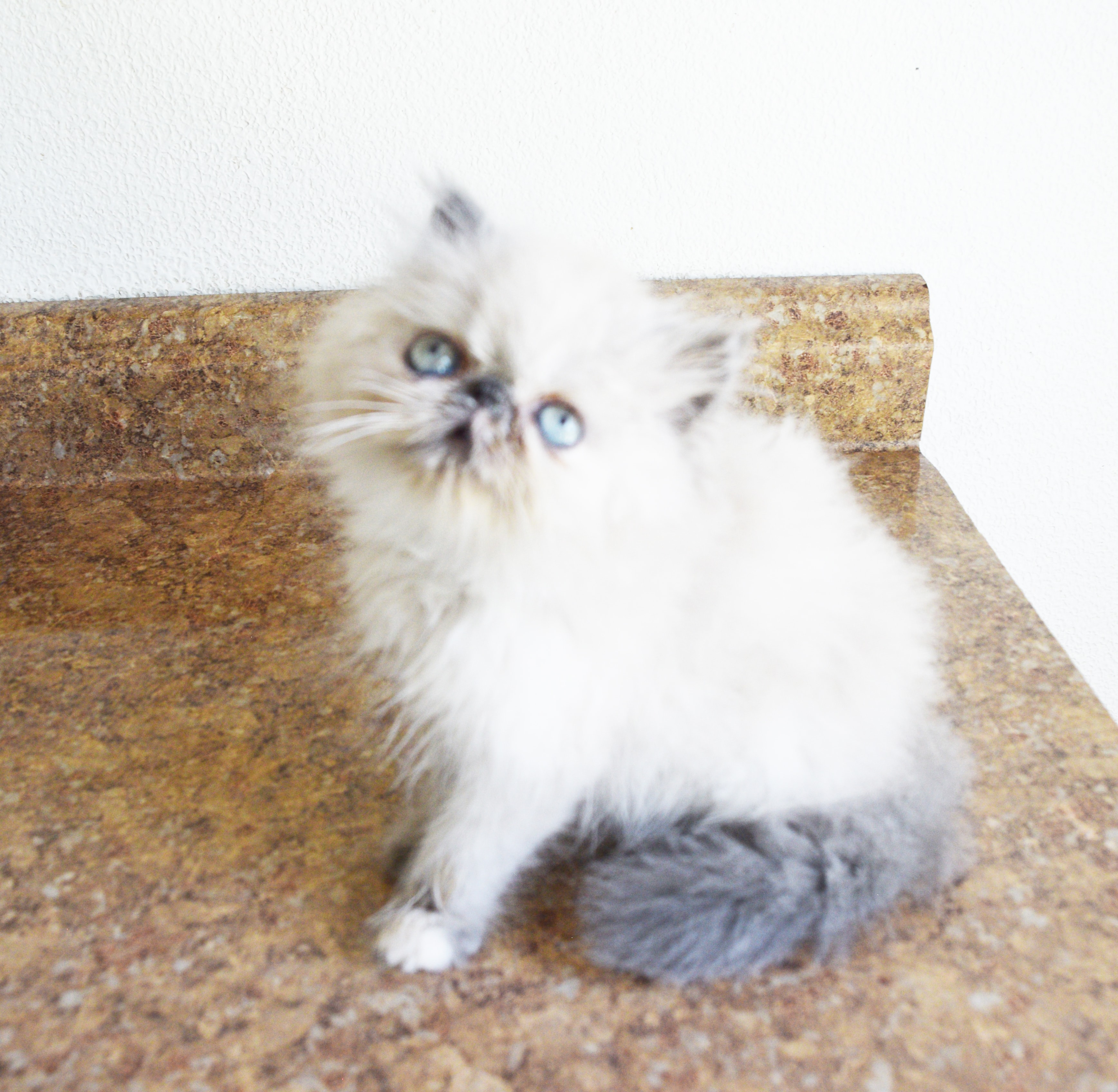 Persian kitten photo 12