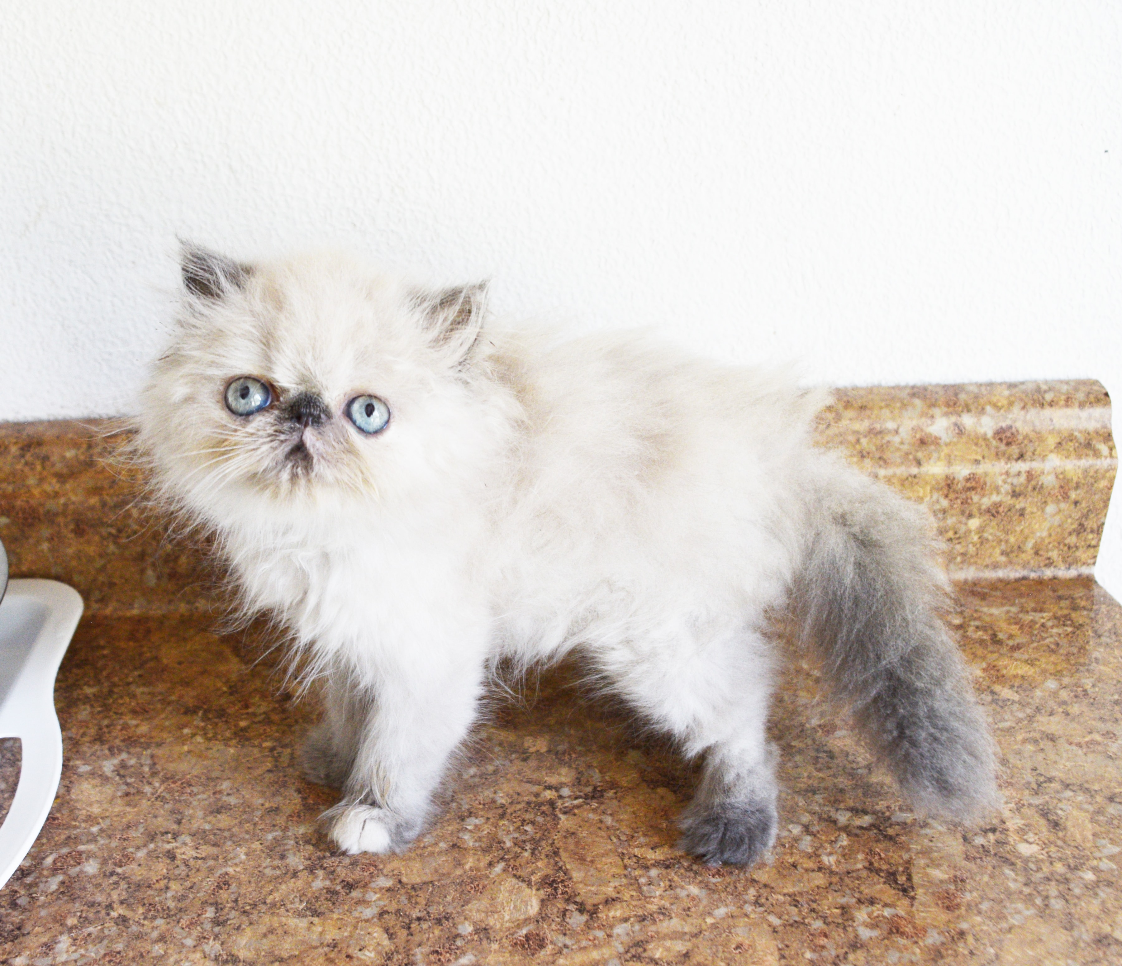 Persian kitten photo 13