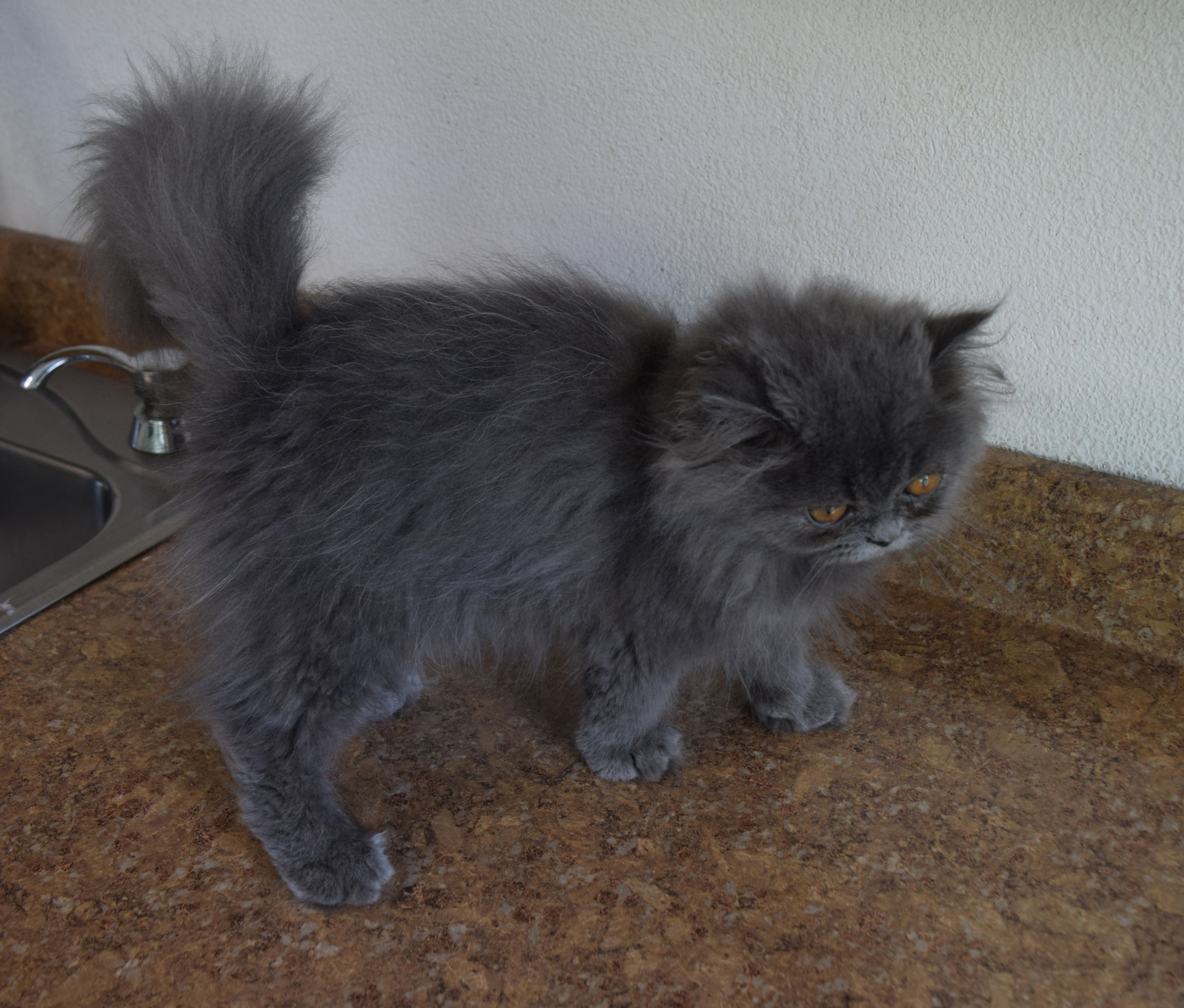 Persian kitten photo 14