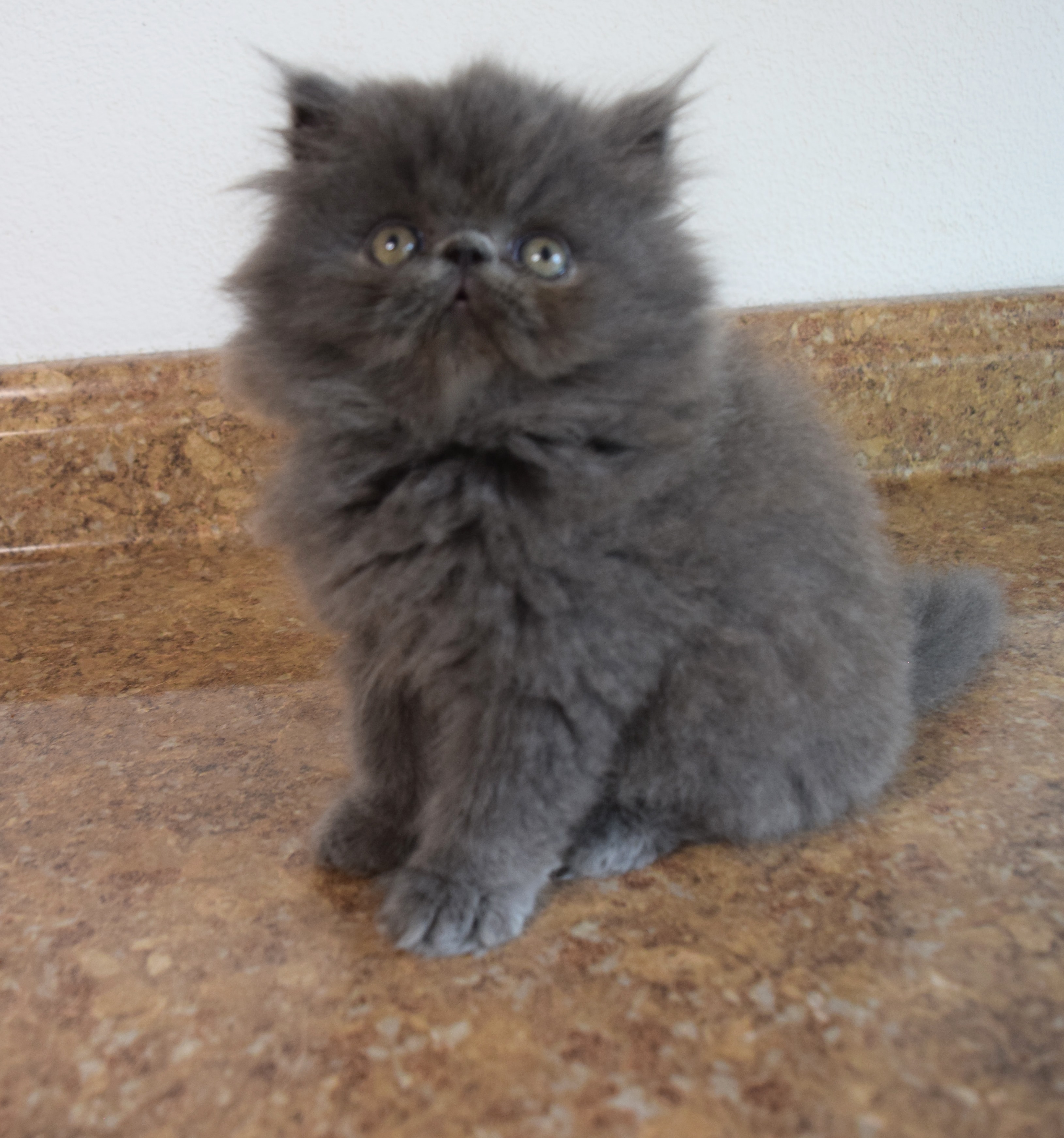 Persian kitten photo 15
