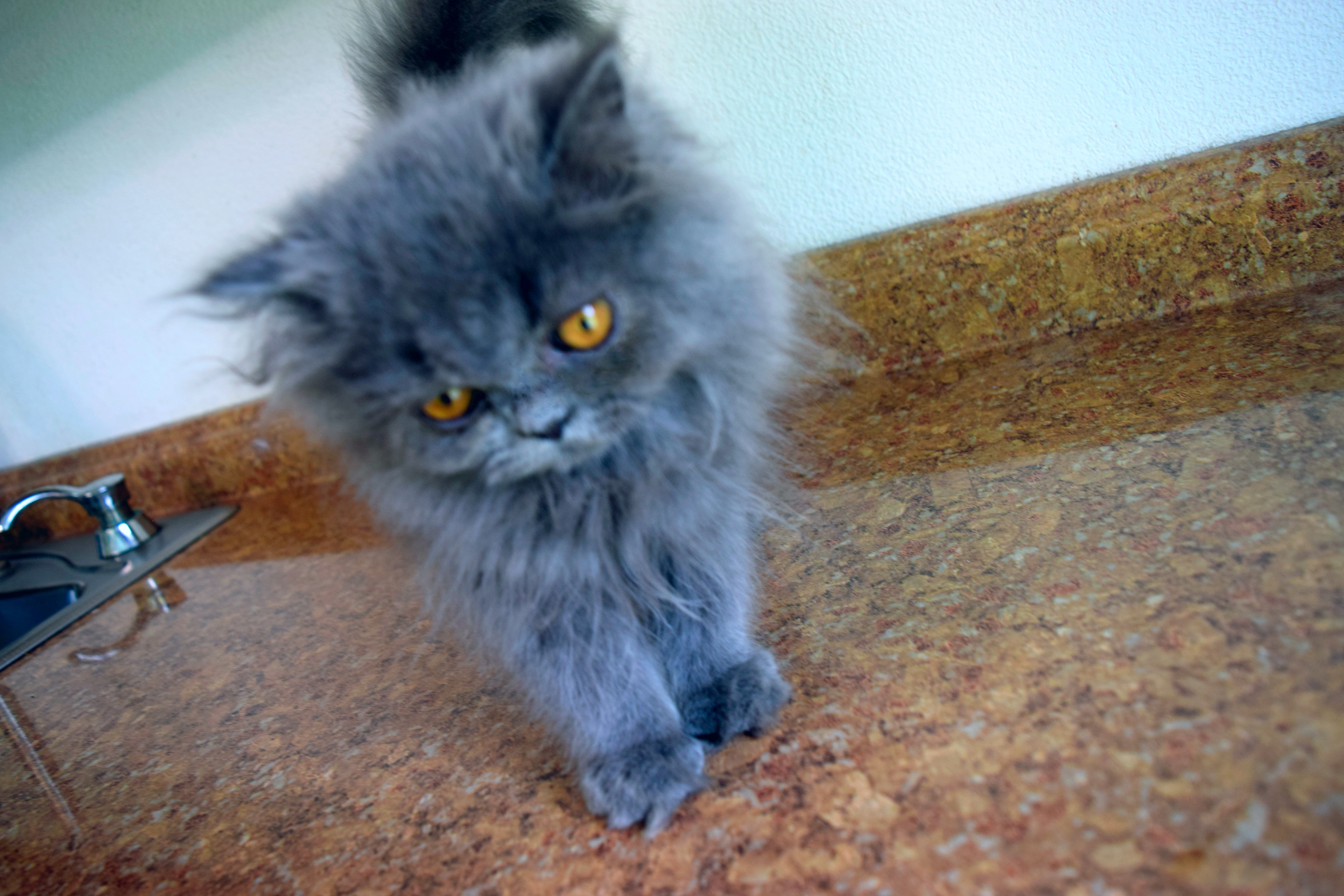 Persian kitten photo 16
