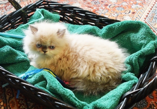 Persian kitten photo 17