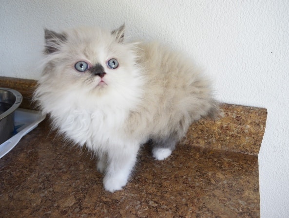 Persian kitten photo 18