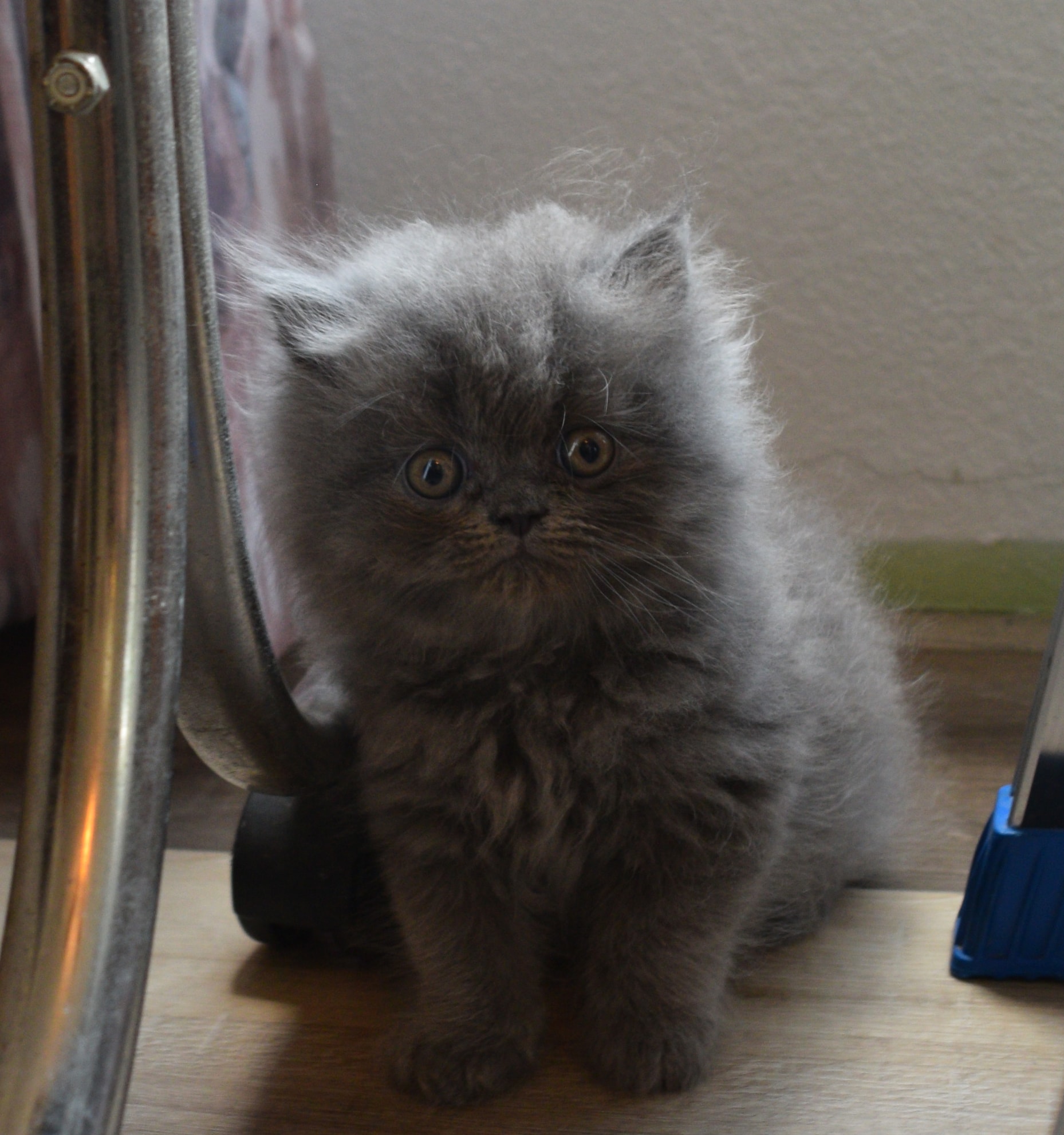 Persian kitten photo 2
