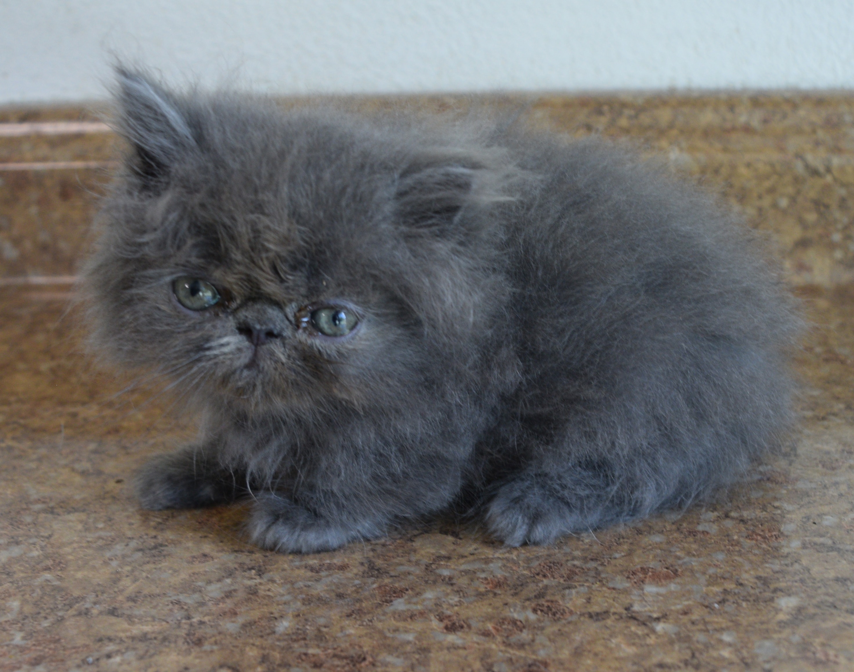 Persian kitten photo 3