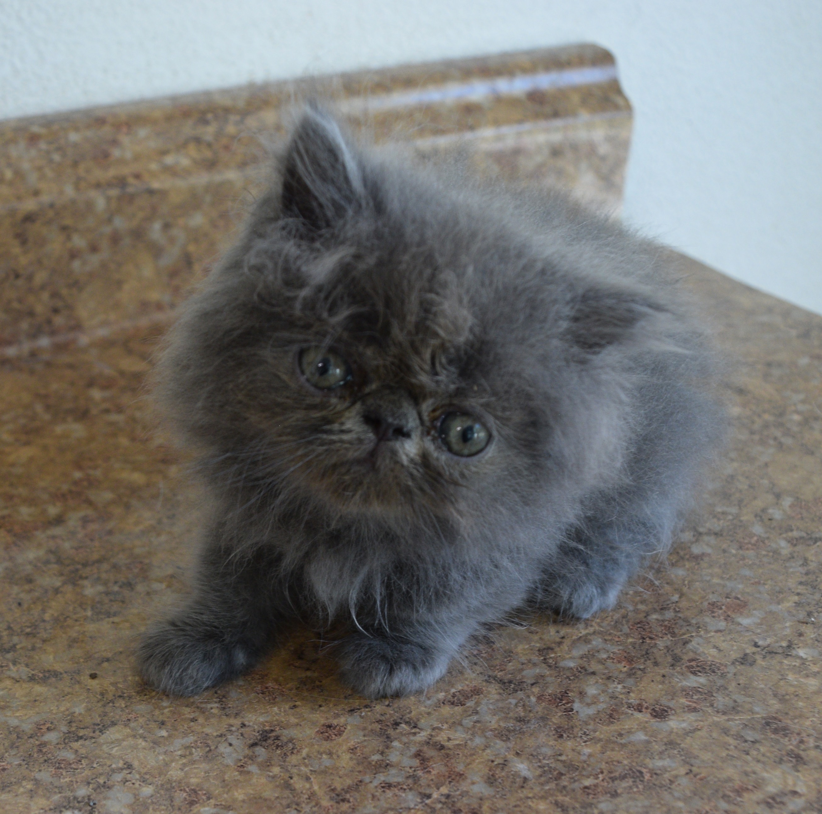 Persian kitten photo 4