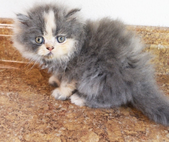Persian kitten photo 5