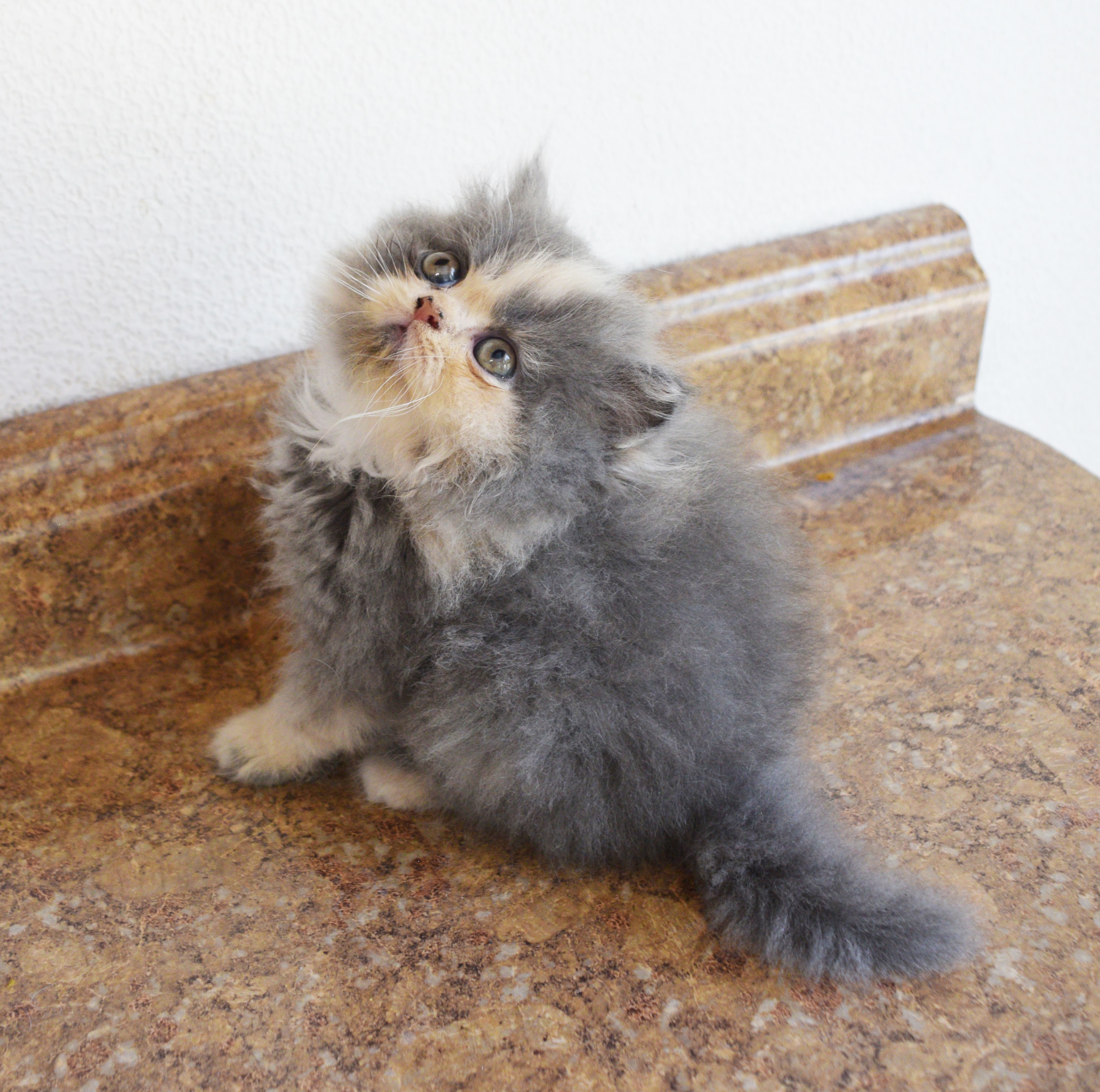 Persian kitten photo 6