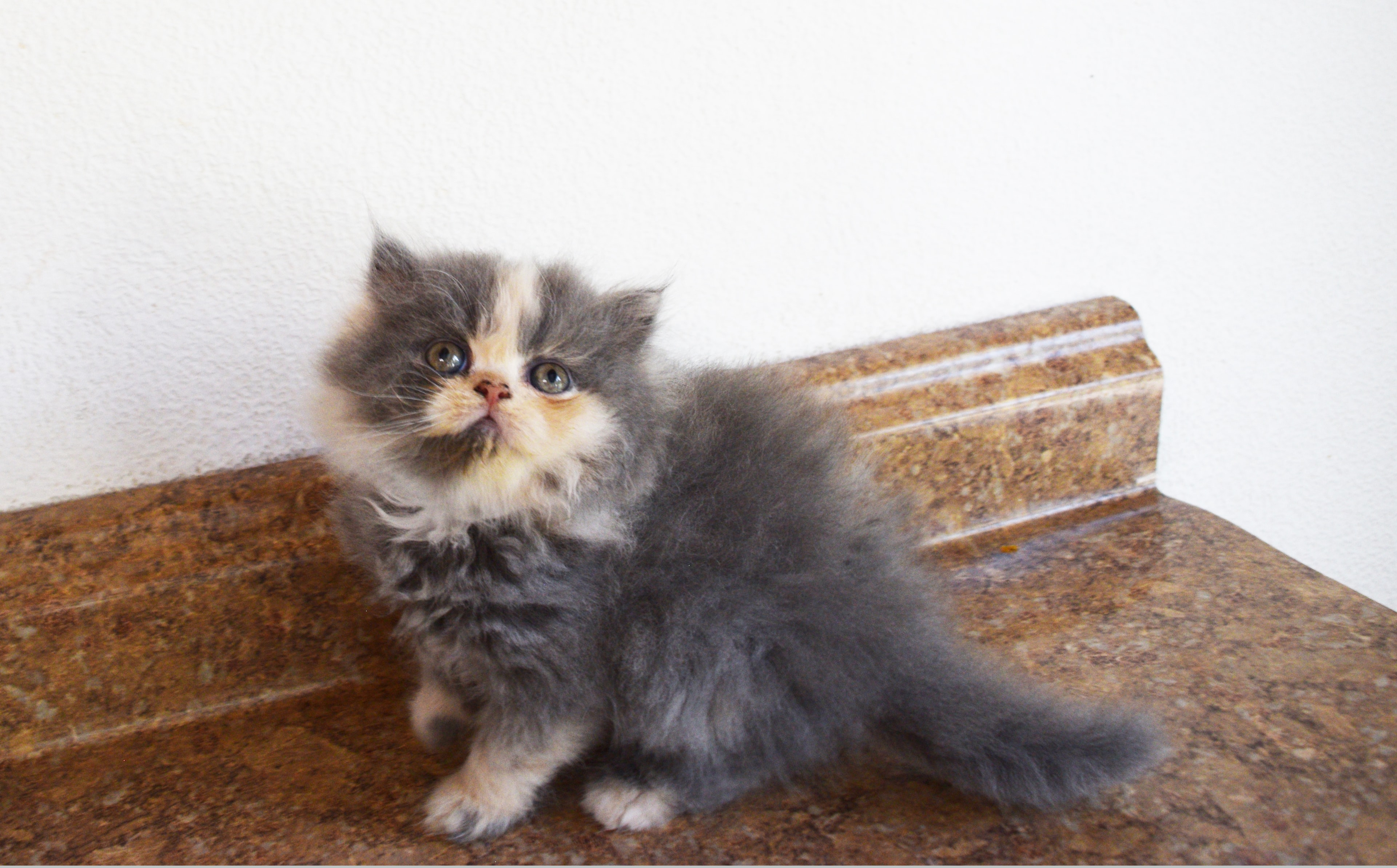 Persian kitten photo 7