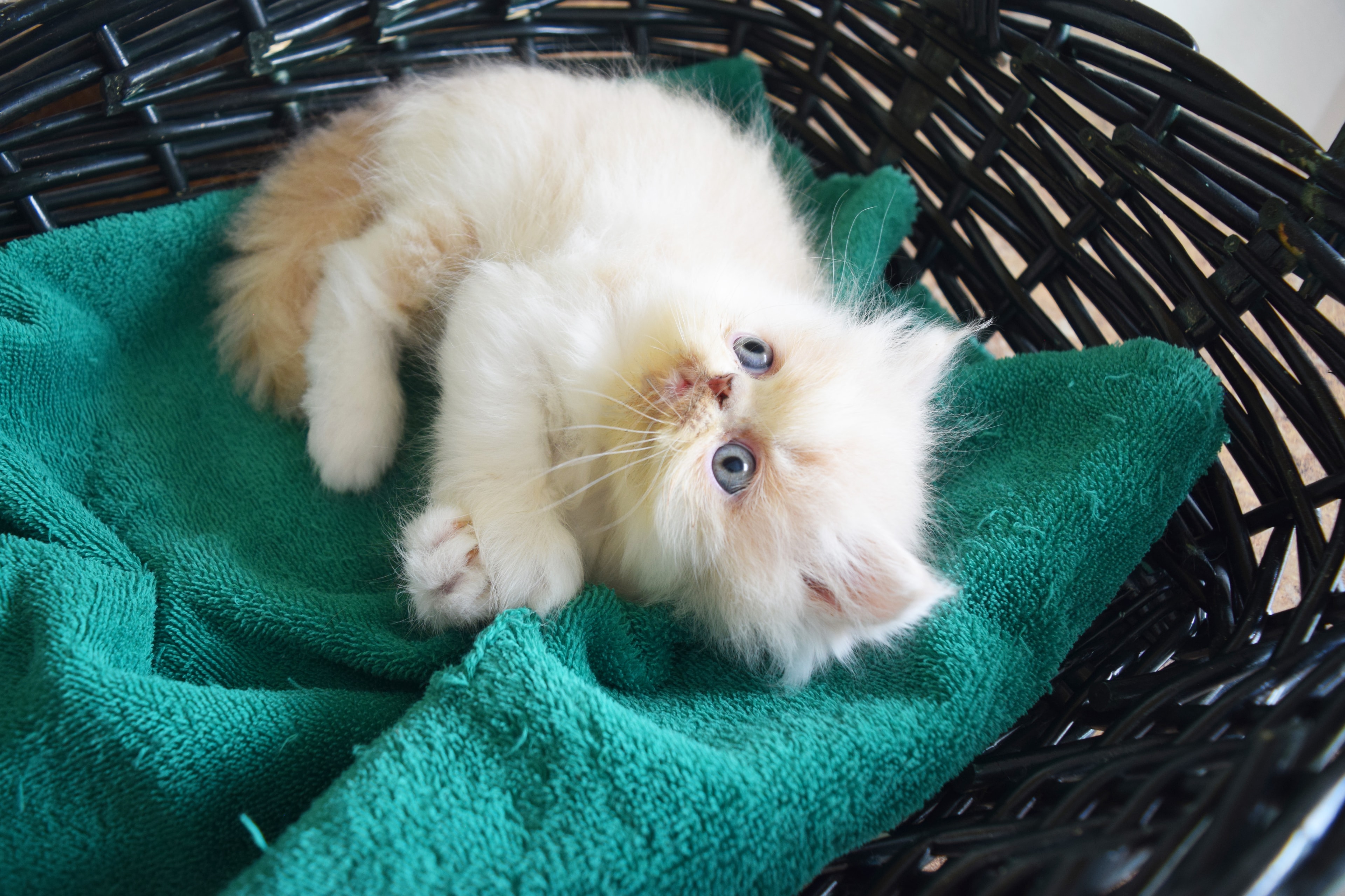 Persian kitten photo 8