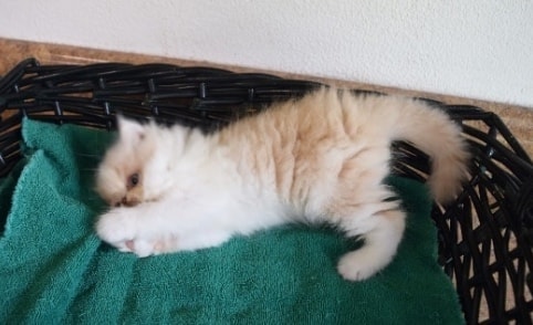 Persian kitten photo 9