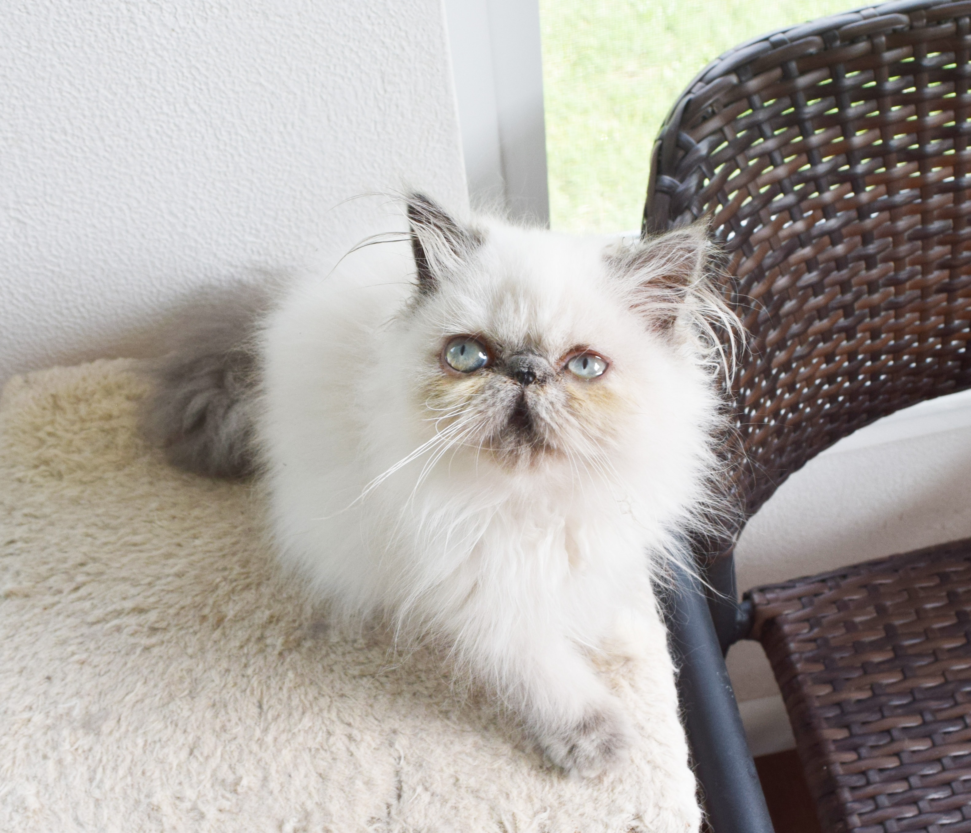 Fluffy kitten with striking blue eyes sitting on a brown surface