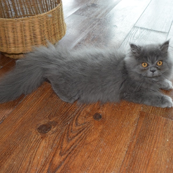 Fluffy gray kitten lying on a green towel in a basket
