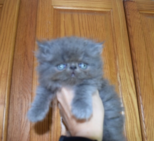 Fluffy gray kitten lying on a stone floor