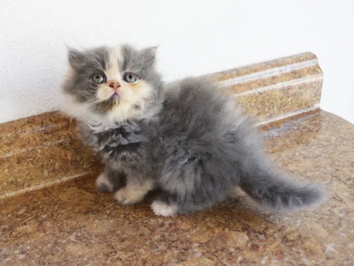 Fluffy gray and cream kitten on a brown marble surface