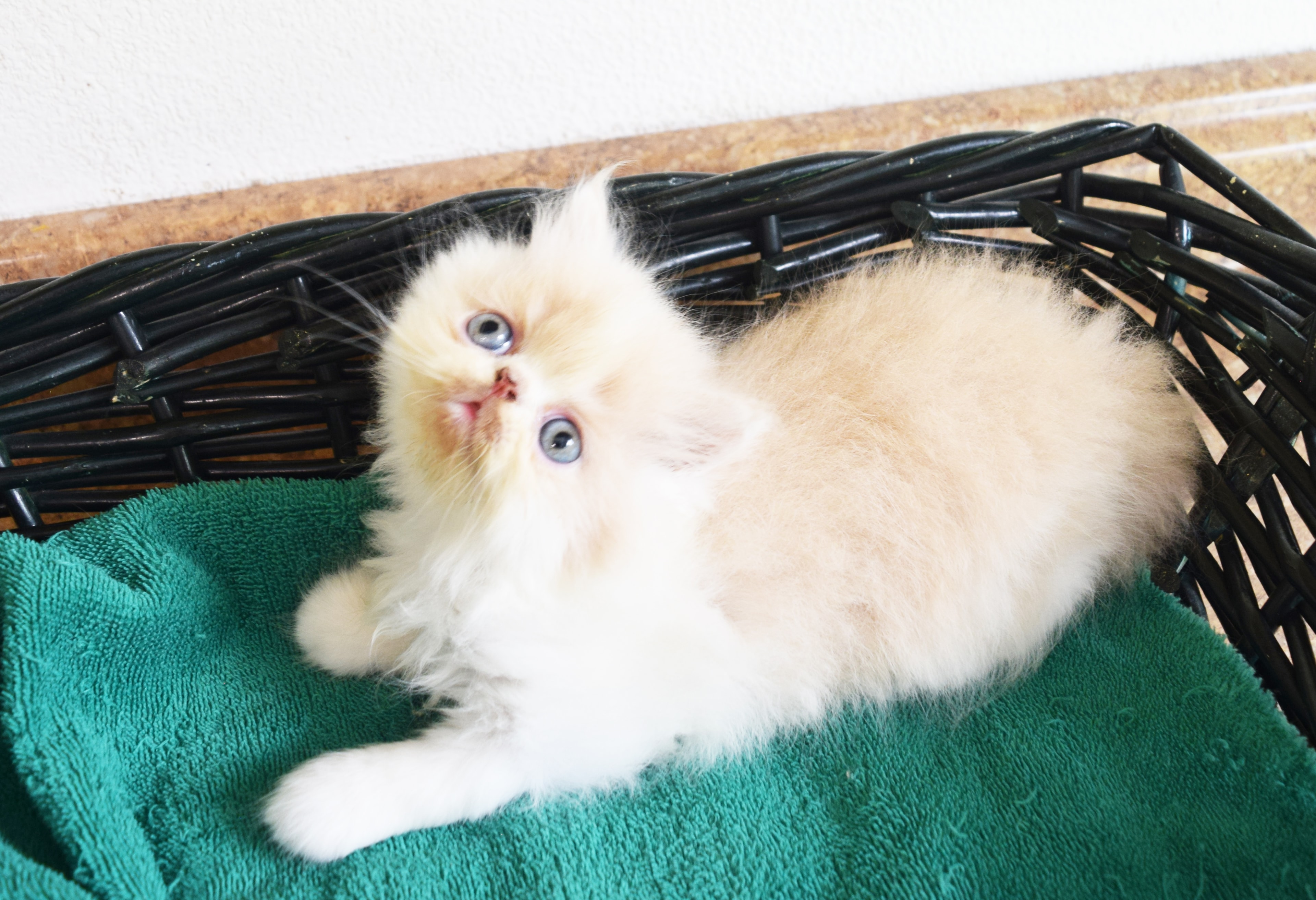 Fluffy gray and cream kitten with big eyes lying on a stone floor