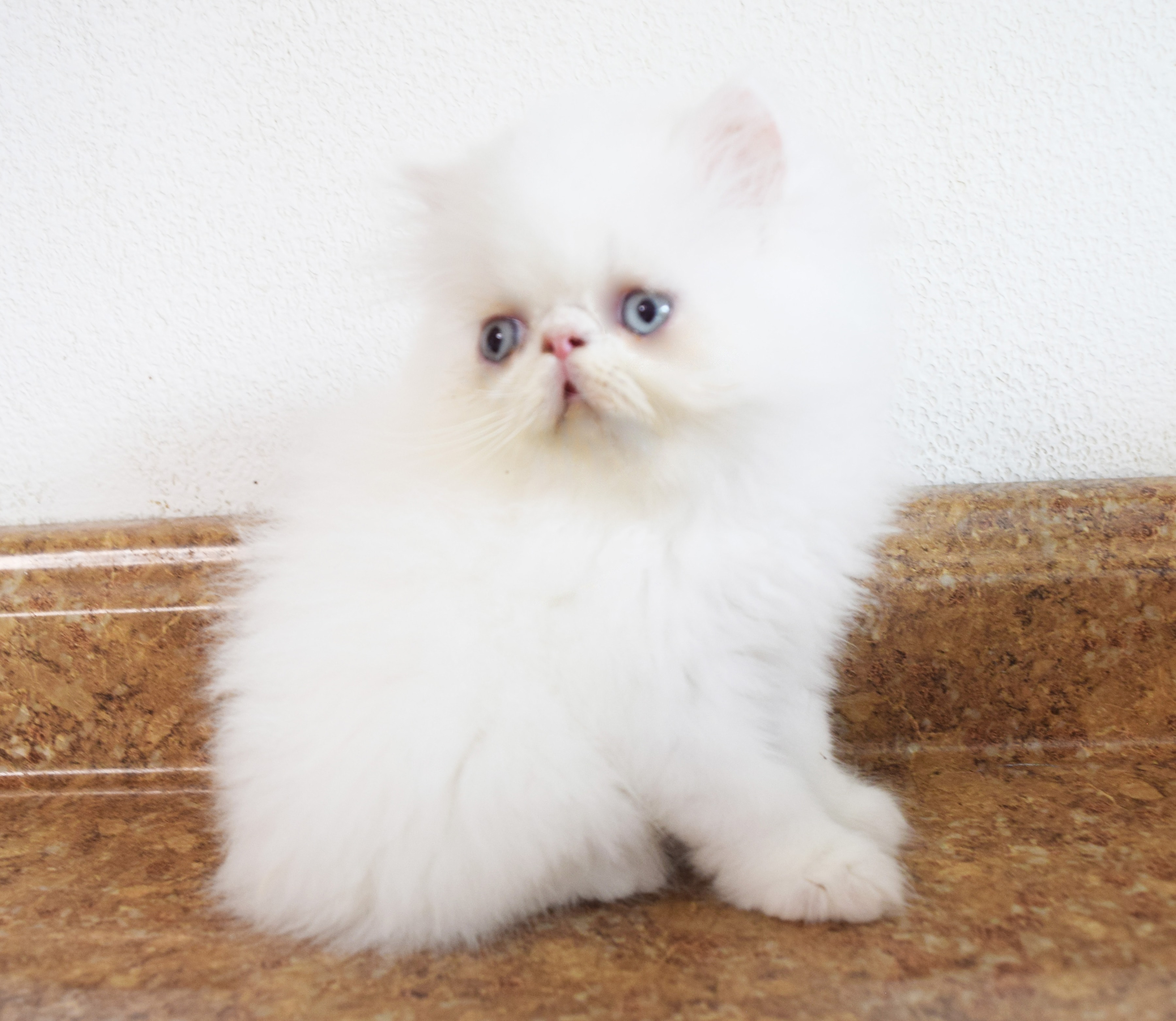 CFA Persian male kitten