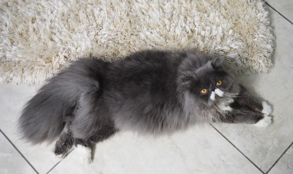Bailey, blue point Persian king with white markings