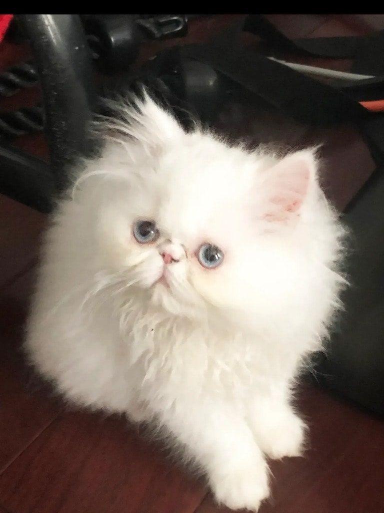 Meya, solid white Persian queen with blue eyes
