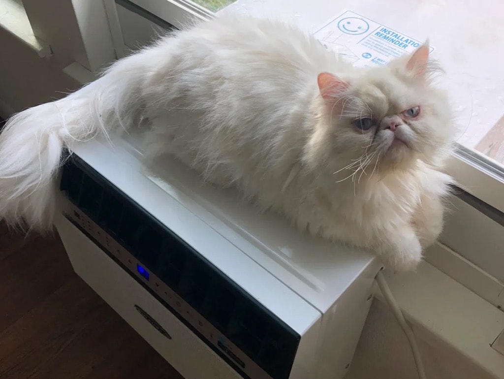 Sugar, sold white male Persian king with sky blue eyes