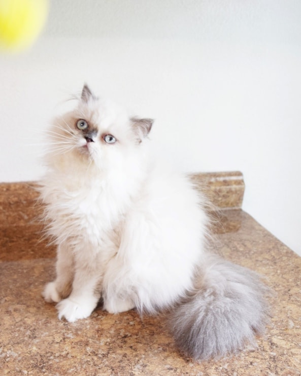 Fluffy kitten with blue eyes sitting on a brown surface